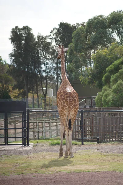 Вертикальный Снимок Жирафа Длинной Шеей Зоопарке Дневном Свете — стоковое фото