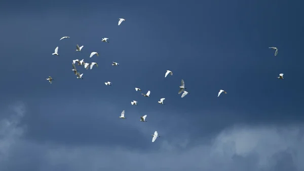 Cliché Angle Bas Troupeau Oiseaux Volant Par Temps Sombre — Photo