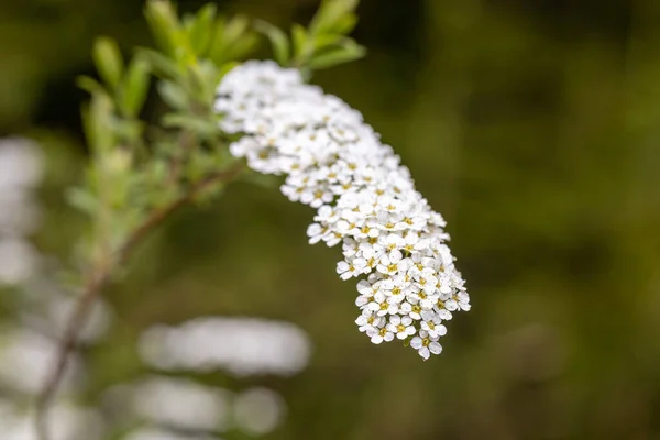 Eine Nahaufnahme Einer Spiraea Blume Einem Park — Stockfoto