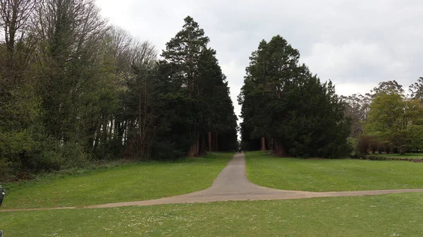 Trail Dense Green Park — Stockfoto