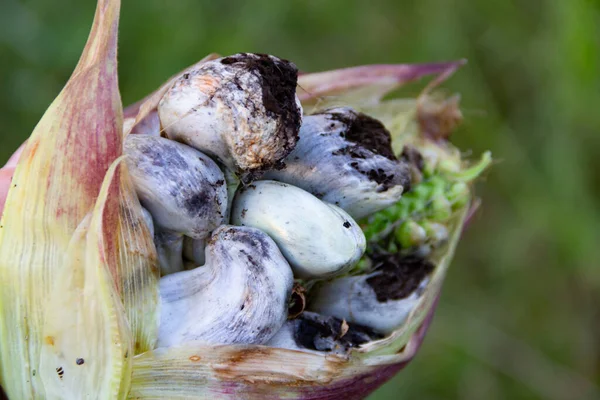 Vista Próxima Fungo Huitlacoche Que Cresce Milho — Fotografia de Stock