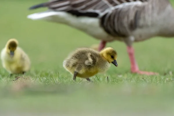 Ganso Madre Adorables Goslings Busca Comida Hierba — Foto de Stock