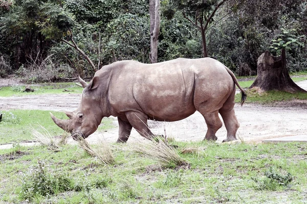 Носорог Бродит Лугу — стоковое фото