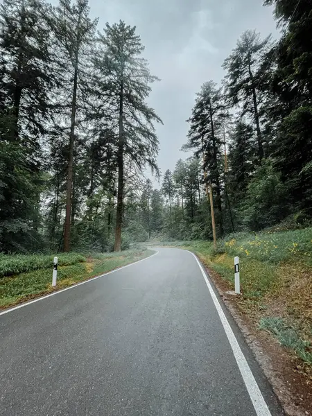 Een Verticaal Schot Van Een Lege Weg Langs Hoge Bomen — Stockfoto