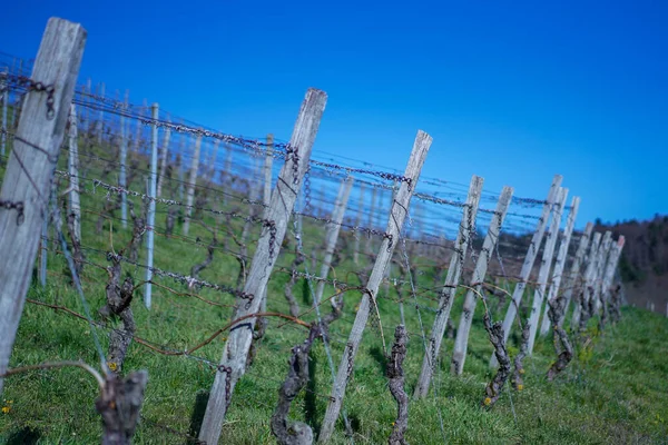 Plano Vertical Del Viñedo Bajo Cielo Azul —  Fotos de Stock