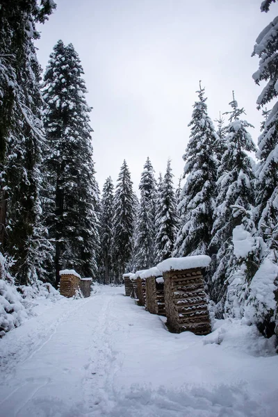 Een Verticaal Schot Van Een Bos Bedekt Met Sneeuw Tijdens — Stockfoto