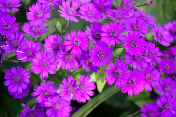 Die Nahaufnahme Von Lila Steinpflanzen Oder Aizoaceae Garten — Stockfoto