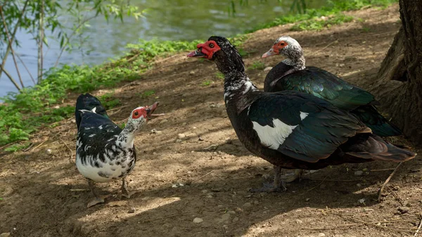 Detailní Záběr Tří Domácích Pižmových Kachen — Stock fotografie