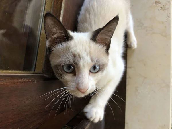 Una Vista Superior Lindo Gato Con Ojos Azules Claros Acercándose — Foto de Stock