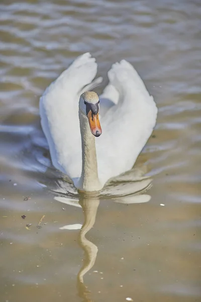 Красивый Снимок Немого Лебедя Плавающего Спокойной Воде Озера Ярком Солнечном — стоковое фото