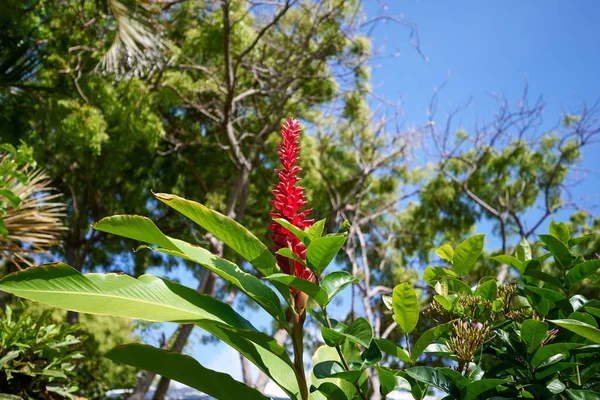 Closeup Shot Ginger Blossoming Garden — Stock Photo, Image