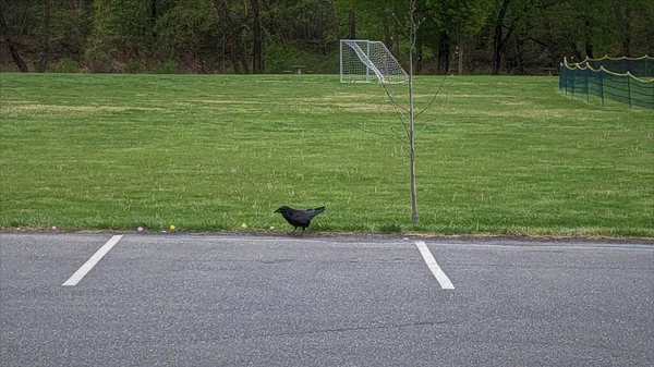 Crow Taken English Park Altavista Virginia Використовується Вивітрювання Пір — стокове фото