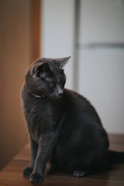 Close Vertical Gato Azul Russo Comumente Referido Como Apenas Azul — Fotografia de Stock