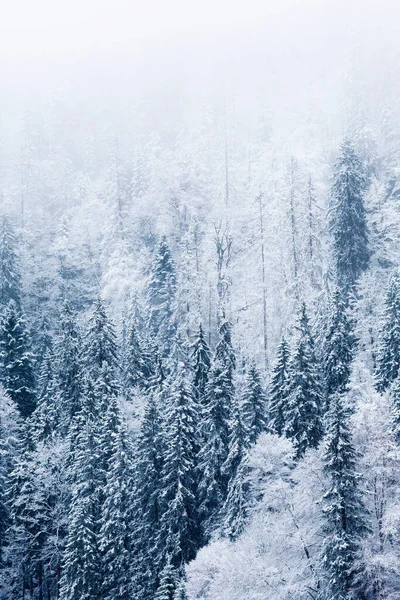 Een Prachtig Uitzicht Een Winterlandschap Van Een Dicht Bos Bedekt — Stockfoto