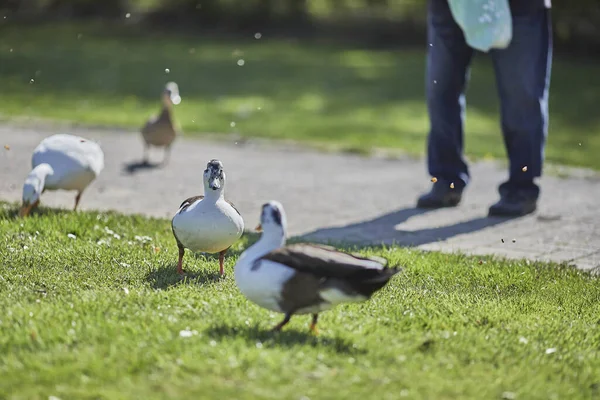 在一个阳光明媚的日子里 一个成年人在公园里喂鸭子的美丽镜头 — 图库照片