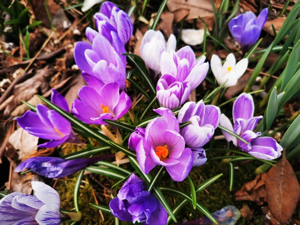 Selective Focus Purple Crocus Plants Garden — Stock Photo, Image