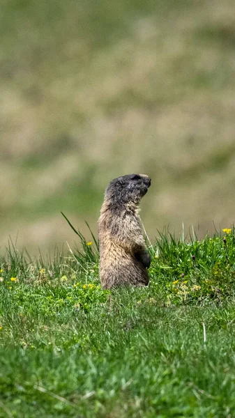 Vertical Shot Cute Marmot Standing Grass Facing Right — Stock Photo, Image