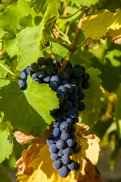 Vinodlingar Sommaren Provence Frankrike — Stockfoto