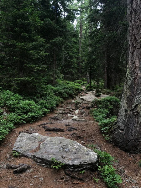 Plano Vertical Hermoso Bosque Día Soleado — Foto de Stock