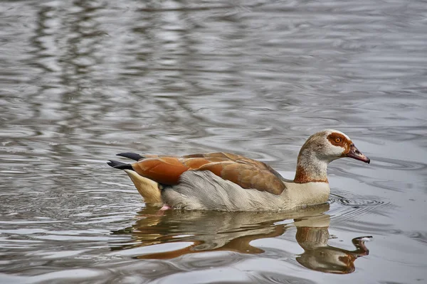 Een Closeup Shot Van Een Schattig Eend Zwemmen Een Meer — Stockfoto