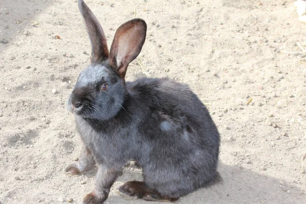 A closeup of an adorable Flemish Giant rabbit in the farm