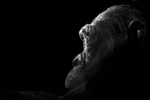 Een Portret Van Een Gorilla Hoofd Een Donkere Kamer Een — Stockfoto