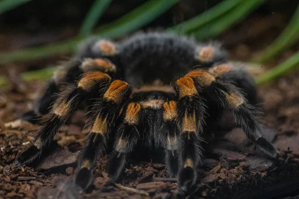 Primer Plano Una Tarántula Rodilla Roja Smith Fondo Borroso —  Fotos de Stock