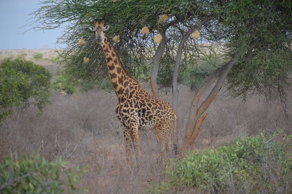 Uma Girafa Parque Nacional Tsavo East Quênia — Fotografia de Stock