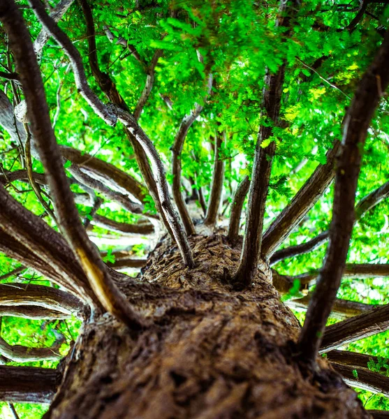 緑の葉に対して低い角度の木のショット — ストック写真