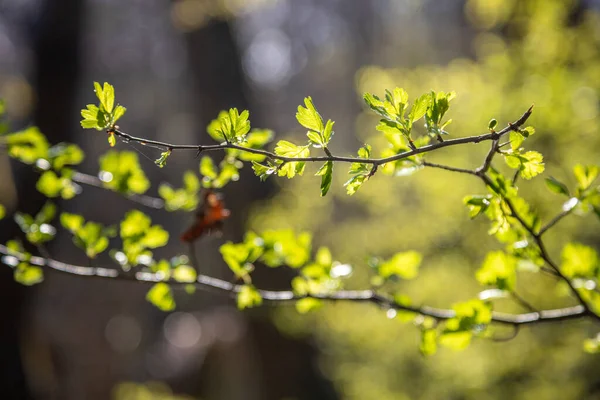 Primo Piano Del Crataegus Monogyna Foglie Biancospino Comuni Sui Rami — Foto Stock