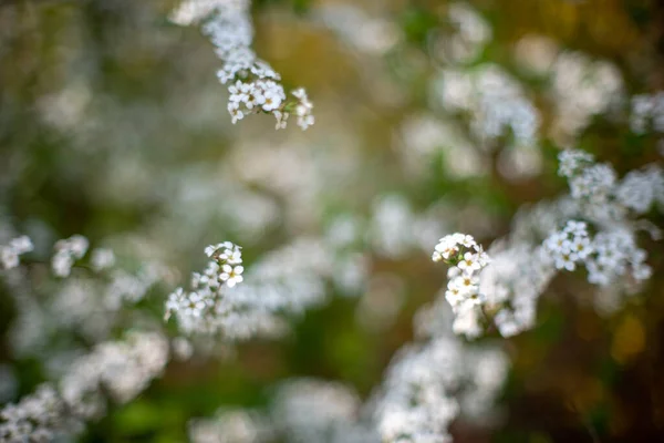 Plan Sélectif Des Fleurs Blanches Spiraea Thunbergii Dans Jardin — Photo