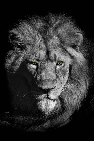 Вертикальный Портрет Льва Серой Гамме — стоковое фото