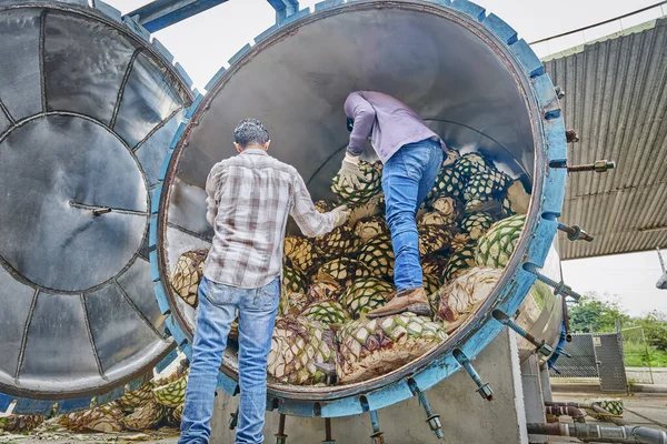 Man Piling Agave Oven Ready Steam — Stock Photo, Image