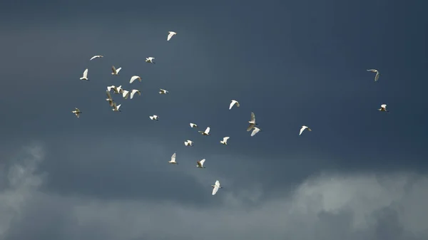 Nízký Úhel Záběru Hejna Ptáků Letících Pochmurného Počasí — Stock fotografie
