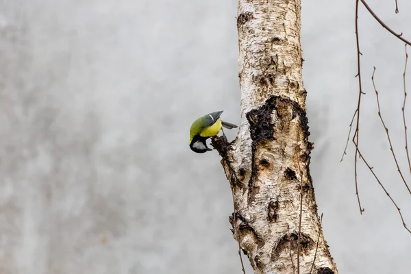 Great Tit Beautiful Bird Perched Trunk Winter — Fotografia de Stock