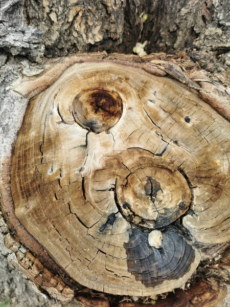 Vertical Closeup Cracked Tree Stump Texture — Stock Photo, Image