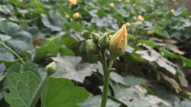 Luffa aegyptiaca, Sünger kabağı, Mısır salatalığı veya Vietnam luffası, Güney 'de yetişen ve meyveleri için yetiştirilen yıllık bir sarmaşık türüdür.