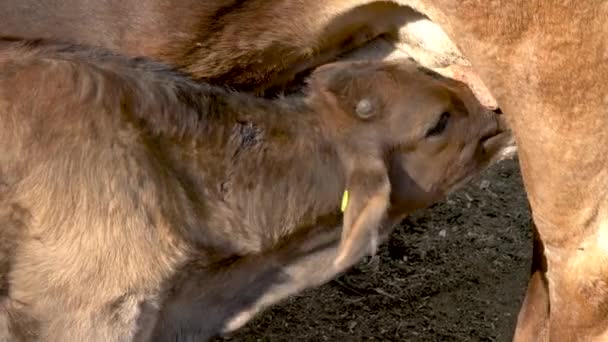 母親の農村の概念からの子牛の給餌 — ストック動画