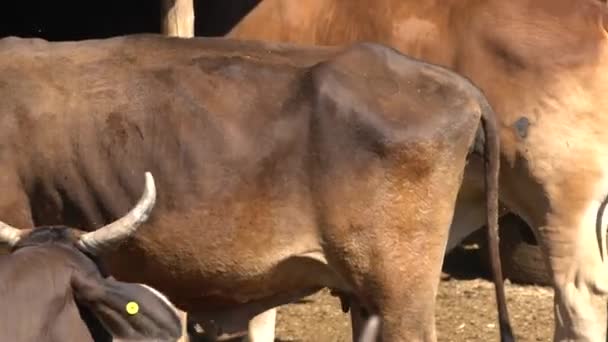 Krowy Jedzące Pastwiska Prosto Koncepcji Hodowli Koryta Paszowego — Wideo stockowe