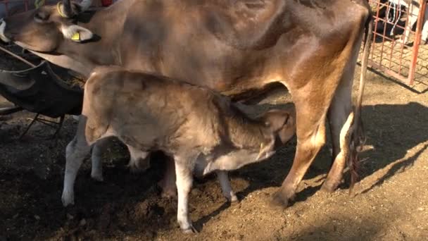 Alimentazione Del Vitello Dal Concetto Allevamento Rurale Della Mammella Della — Video Stock