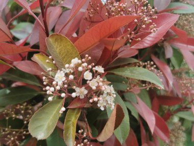 Kırmızı uçlu fotinyanın yakın plan çekimi.