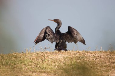 Karabatak bir kuş yerde kanat çırpıyor
