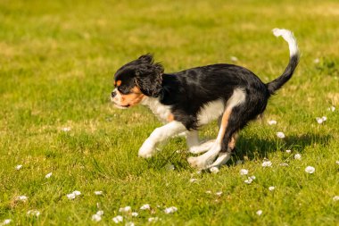Şövalye bir köpek, Kral Charles. Bahçede duran şirin bir köpek yavrusu.