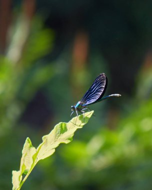 Yaprağın üzerinde oturan mavi bir yusufçuğun dikey çekimi.