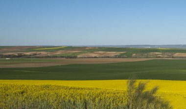Açık mavi gökyüzünün altında geniş bir kolza tohumu tarlası olan güzel bir ülke.