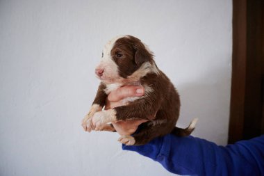 Beyaz duvar arkasında sevimli sakallı bir Collie Puppy tutan bir el.