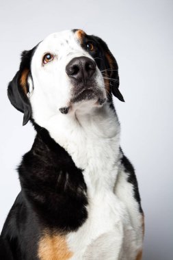 Sennenhund İsviçreli dağ köpeğinin dikey görüntüsü.