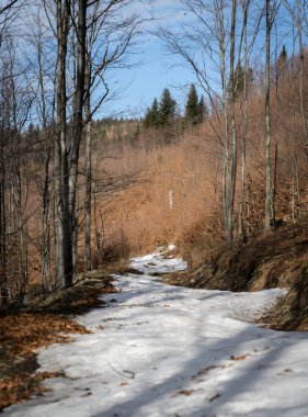 Kışın karlı bir ormanın dikey görüntüsü.