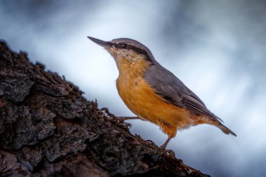 Bir ağaç kabuğunda Avrasya tımarhanesine (Sitta europaea Linnaeus) sığ bir odak noktası