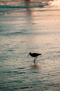 Gün batımında suya tünemiş bir kuşun silueti.
